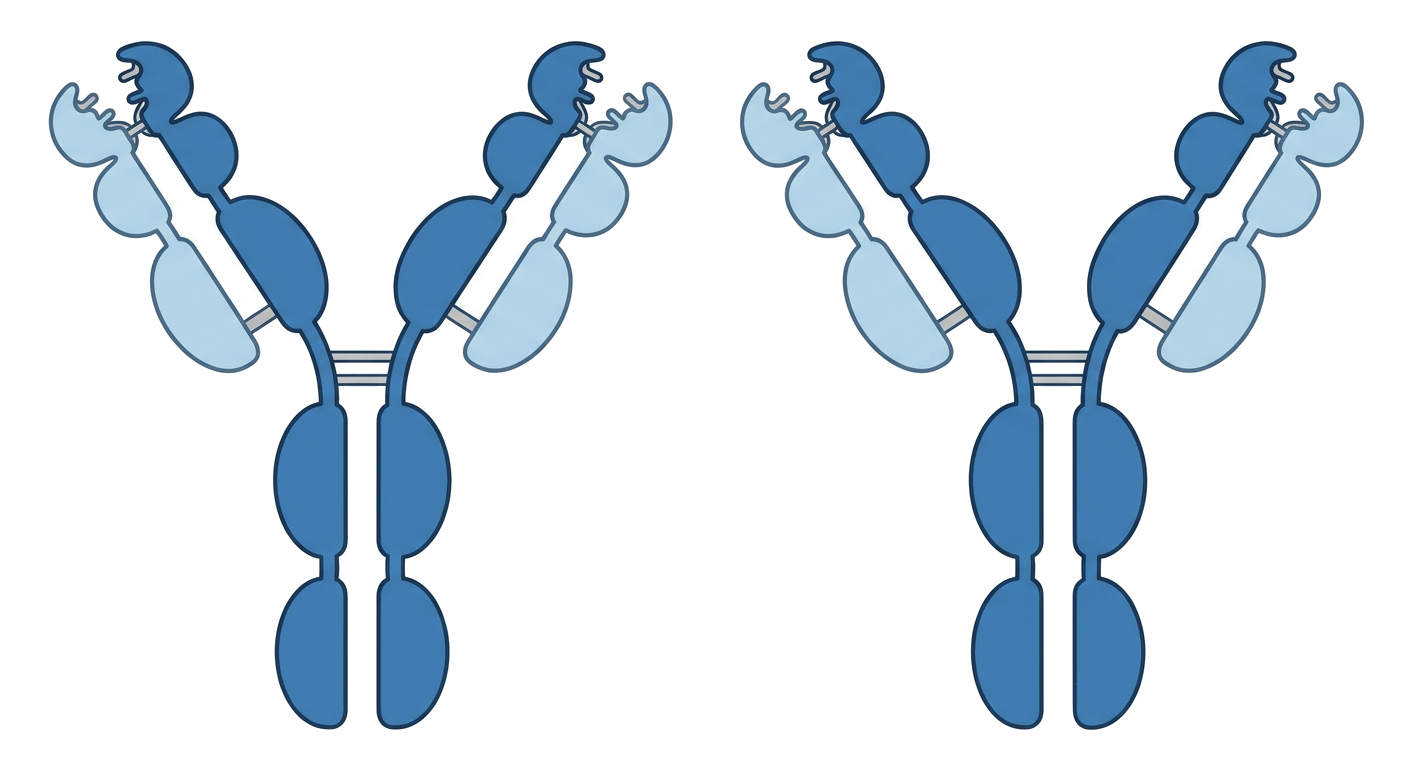 Diagram showing enzyme-substrate complex