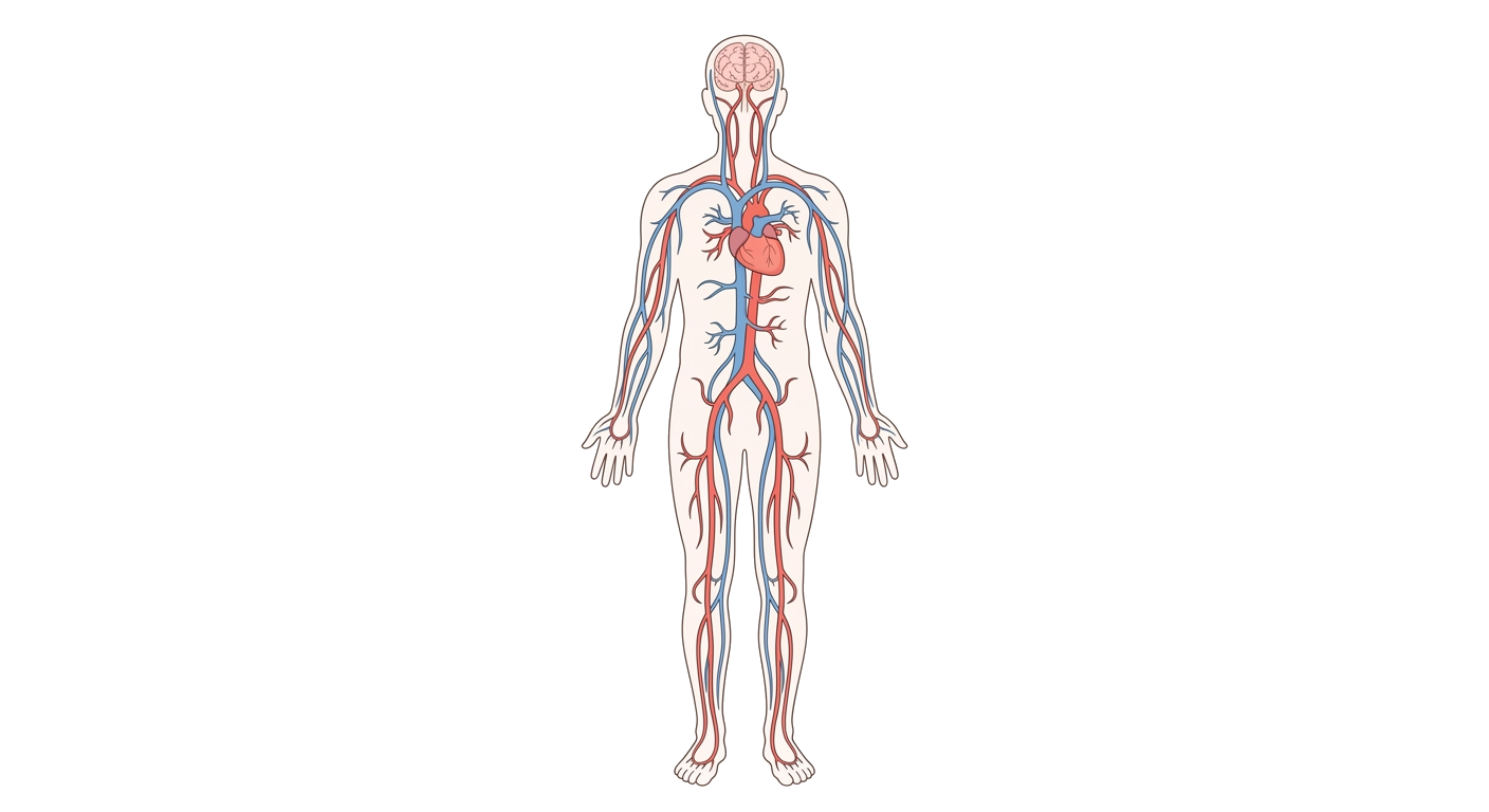 Human Circulatory System Diagram