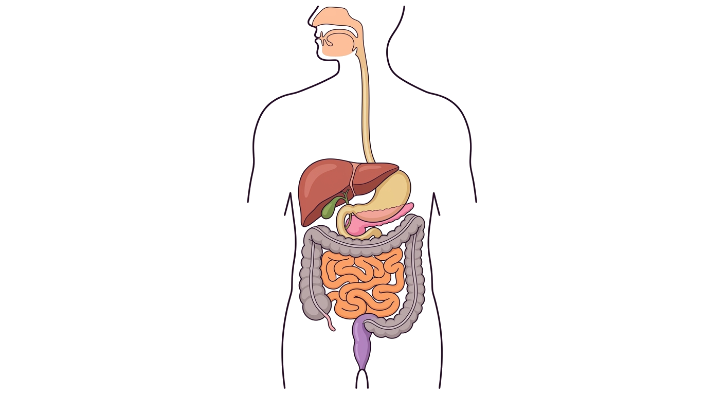 Human Digestive System