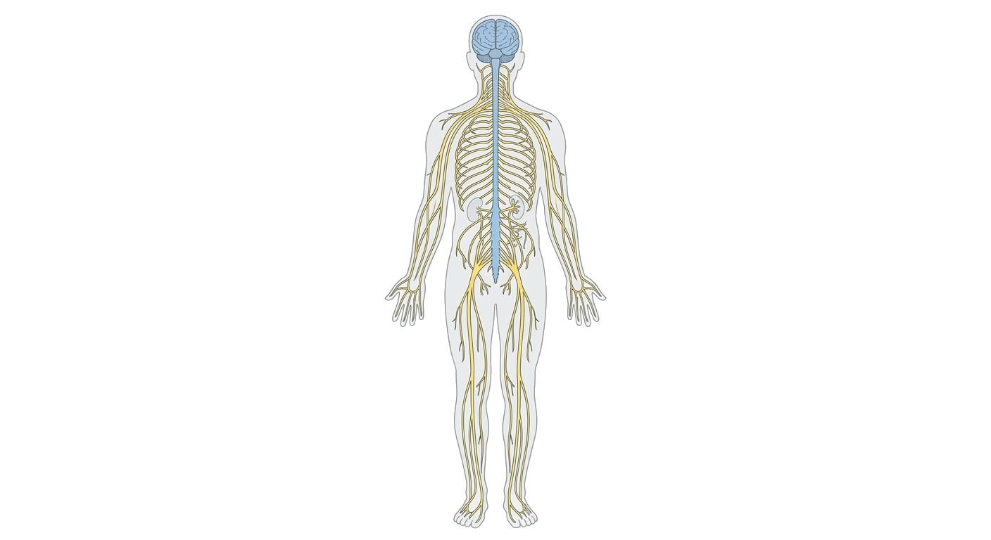 Human Immune System Diagram
