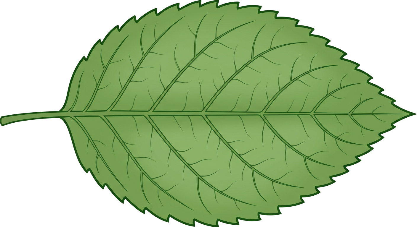 Diagram of a leaf with veins